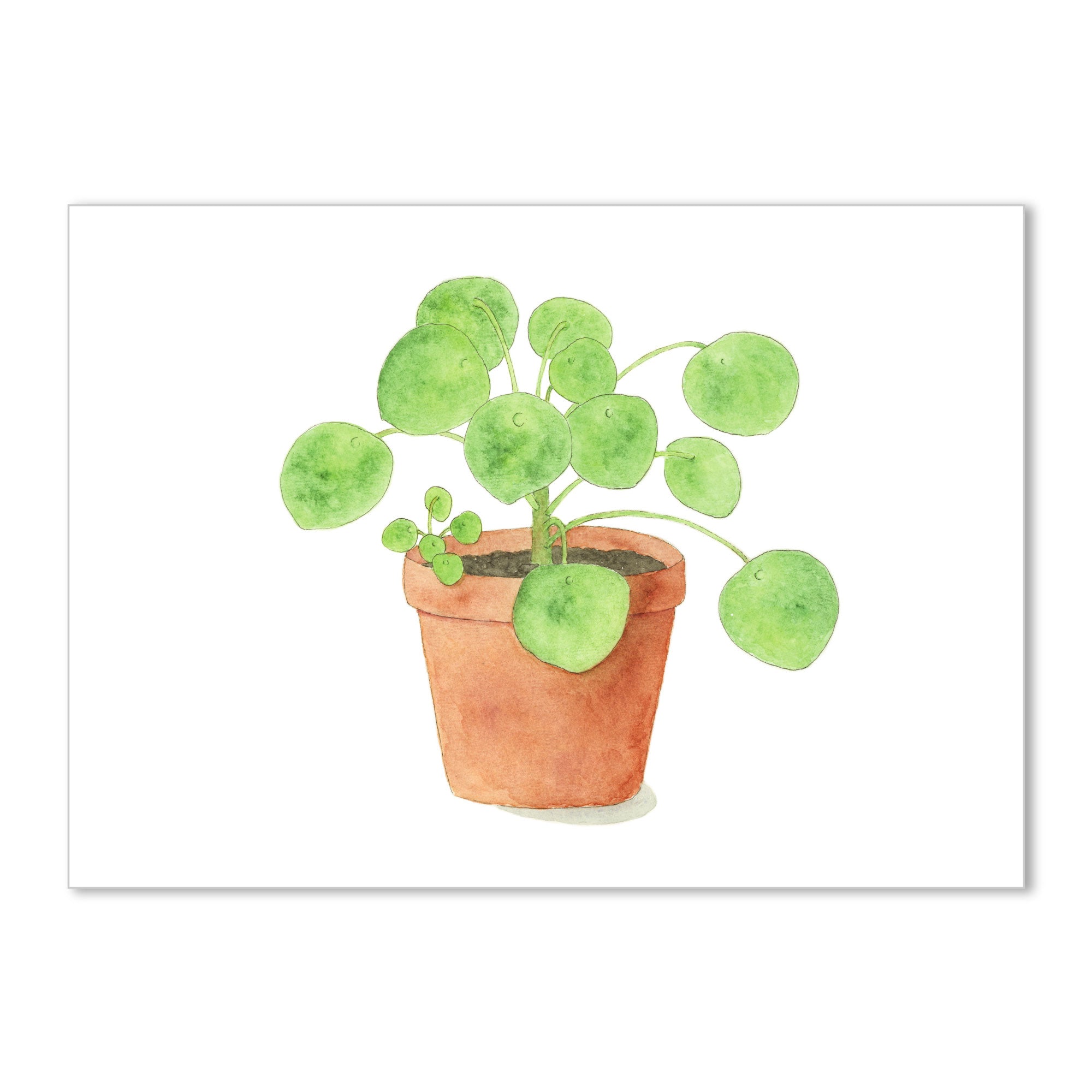 Pilea Peperomioides Art Print